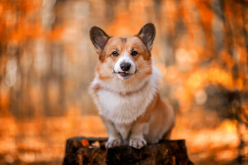 portrait of a young beautiful corgi dog sitting n apne in an autumn golden park