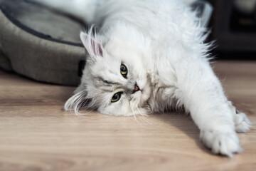Persian silver shaded chinchilla cat, fluffy long-haired with green eyes, lies on a floor in a...