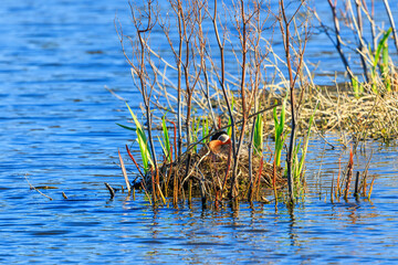 Red necked grebe is brooding in its nest