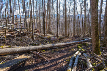 Footpath in the forest with fallen trees