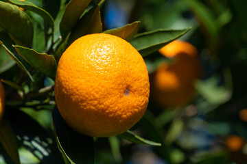 Close-up of ripe tangerin on a tree branch copy space. Beautiful citrus natural background
