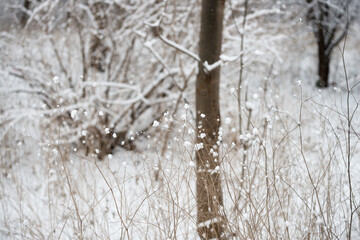 snow covered stalks