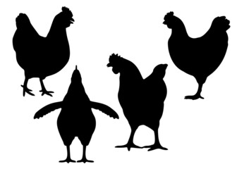 Chickens are large in the set. Vector image.