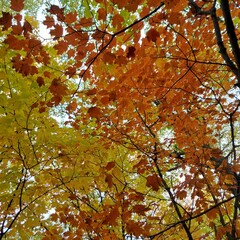 autumn maple leaves