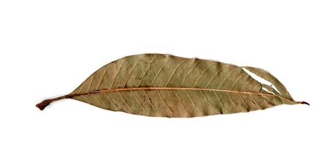 Fototapeta na wymiar leaf isolated on white background