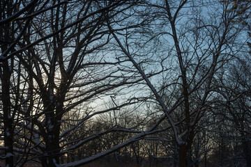 snow covered branches at dusk