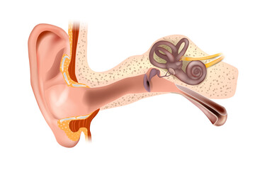 Anatomy of Human Ear. Outer ear, middle ear and inner ear. Medical vector illustration - obrazy, fototapety, plakaty