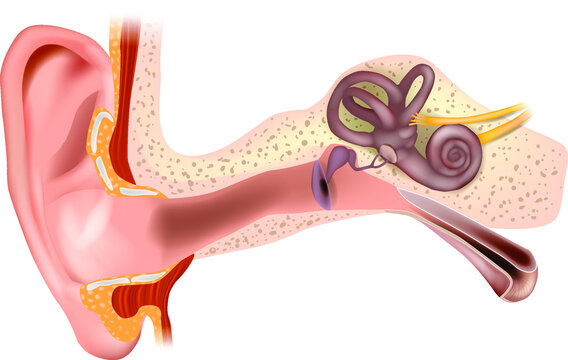 Anatomy of Human Ear. Outer ear, middle ear and inner ear. Medical vector illustration Isolated white background
