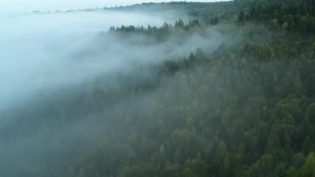 Aerial view on amazing flowing morning fog spreads over green meadows in autumn mountains. Ukrainian Carpathian mountains. UHD 4k video