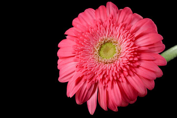 Beautiful detailed close up of pink gerbera/daisy flower on black background