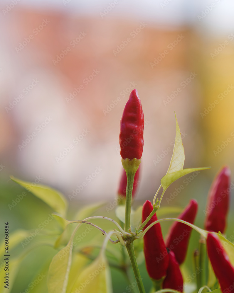 Canvas Prints vertical shot of red chili pepper growing in the garden