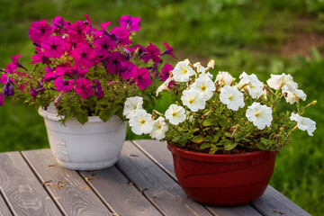 Flowerpots with petunias