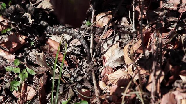 Venomous european viper crawling Swiss alps terrain