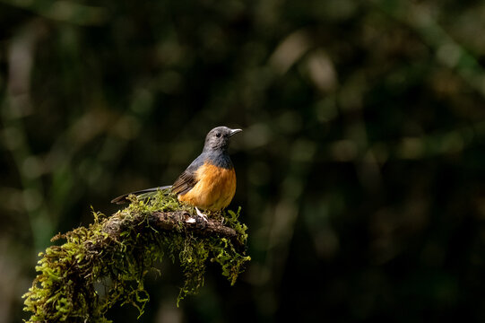 Closeup shot of a beautiful Murai Batu bird perched on the tree twig in the forest on a sunny day