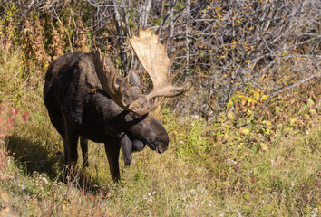 Bull Shiras Moose in Autumn in Wyoming