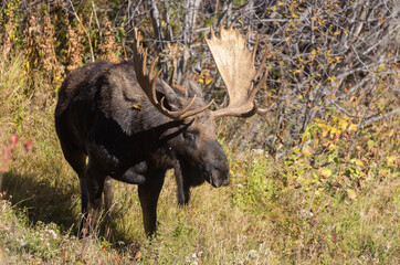 Bull Shiras Moose in Autumn in Wyoming