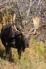 Bull Shiras Moose in Autumn in Wyoming