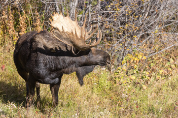 Bull Shiras Moose in Autumn in Wyoming