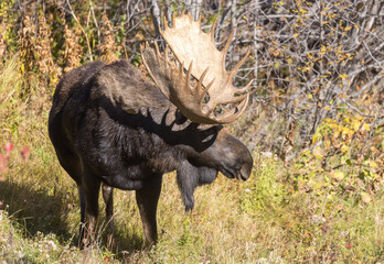 Bull Shiras Moose in Autumn in Wyoming