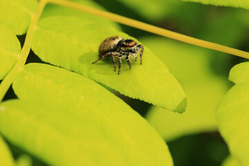 Sunbathing of Jumping Spider (Carrhotus Xanthogramma) on The Leaves
