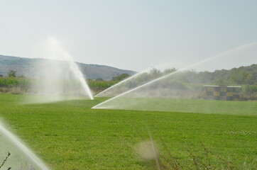 irrigation splashing water in a corn field  reel hose
