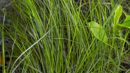 grass texture background