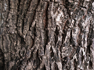 bark tree texture background