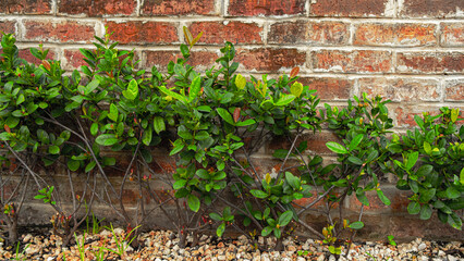 ivy covered wall brick background