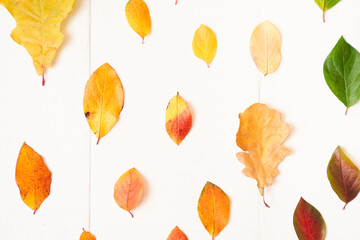 Autumn composition of leaves, on a white background. Flat lay, copy space. High quality photo