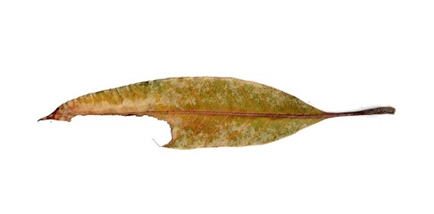 Leaf With Holes Eaten By Pests insects collection Isolated On White Background	