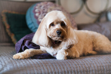 Cavapoo Puppy Relaxes in Bed After Grooming