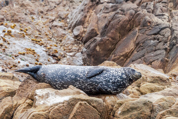 Common Seal (Phoca vitulina) in Bodega Bay, California, USA