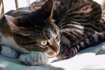 gato acostado con un rayo de sol que le ilumina la cara en primer plano