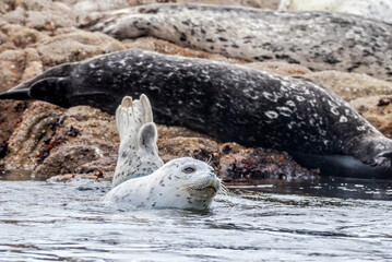 Common Seals (Phoca vitulina) in Bodega Bay, California, USA