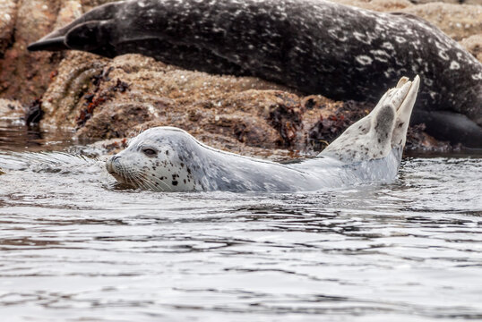 Common Seals (Phoca vitulina) in Bodega Bay, California, USA