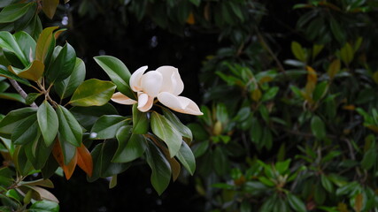 A large, creamy white southern magnolia flower © Markiian Pankiv