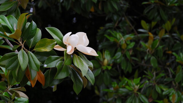 A large, creamy white southern magnolia flower