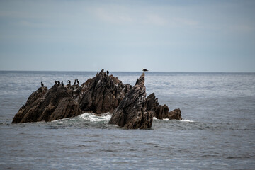 Birds on a rock - 476055436