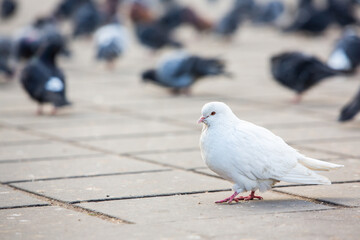City doves or City pigeons crowd streets and public squares.