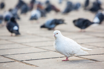 City doves or City pigeons crowd streets and public squares.