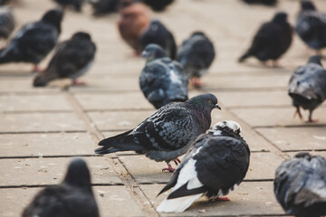 Obraz premium City doves or City pigeons crowd streets and public squares.
