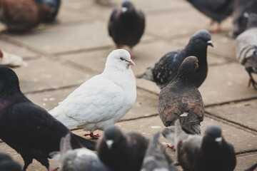 City doves or City pigeons crowd streets and public squares.