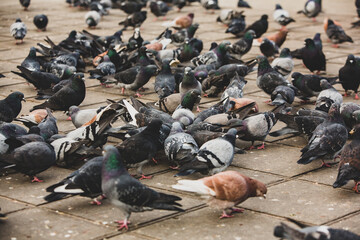 City doves or City pigeons crowd streets and public squares.