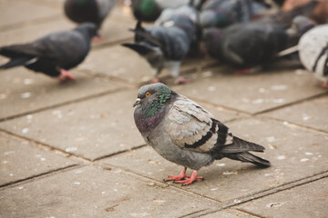 City doves or City pigeons crowd streets and public squares.