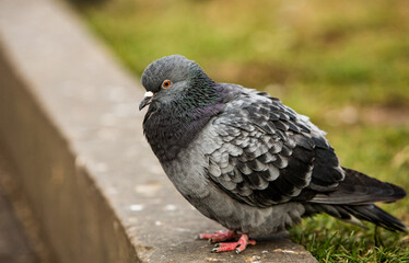 City doves or City pigeons crowd streets and public squares.
