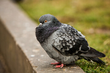 City doves or City pigeons crowd streets and public squares.