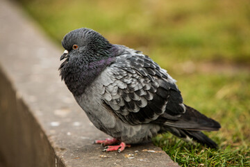 City doves or City pigeons crowd streets and public squares.