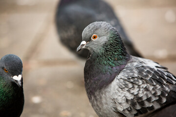 City doves or City pigeons crowd streets and public squares.