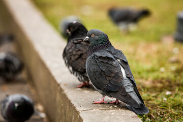 City doves or City pigeons crowd streets and public squares.