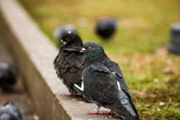 City doves or City pigeons crowd streets and public squares.